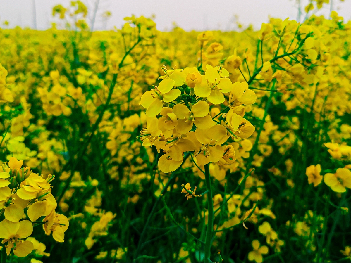 Gorczyca - wszystko, co warto wiedzieę o uprawie