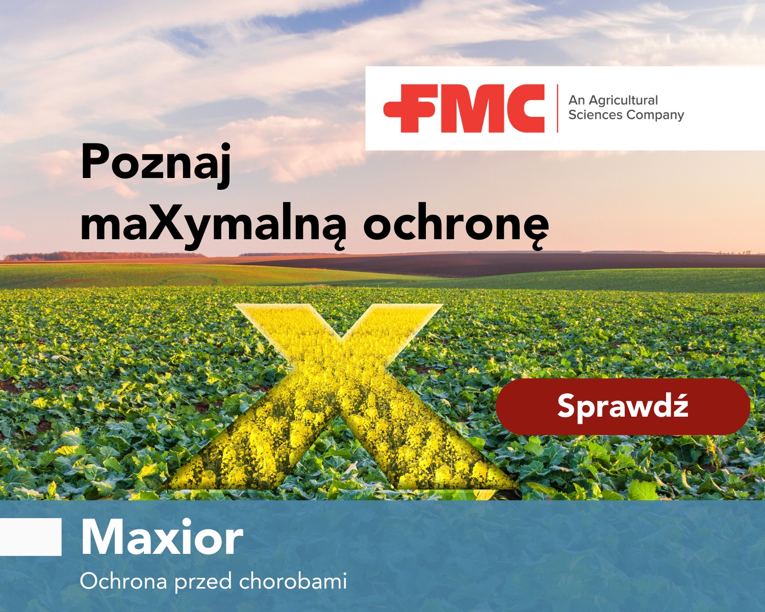 Ochrona gorczycy przed chorobami. Gorczyca biała, gorczyca uprawa