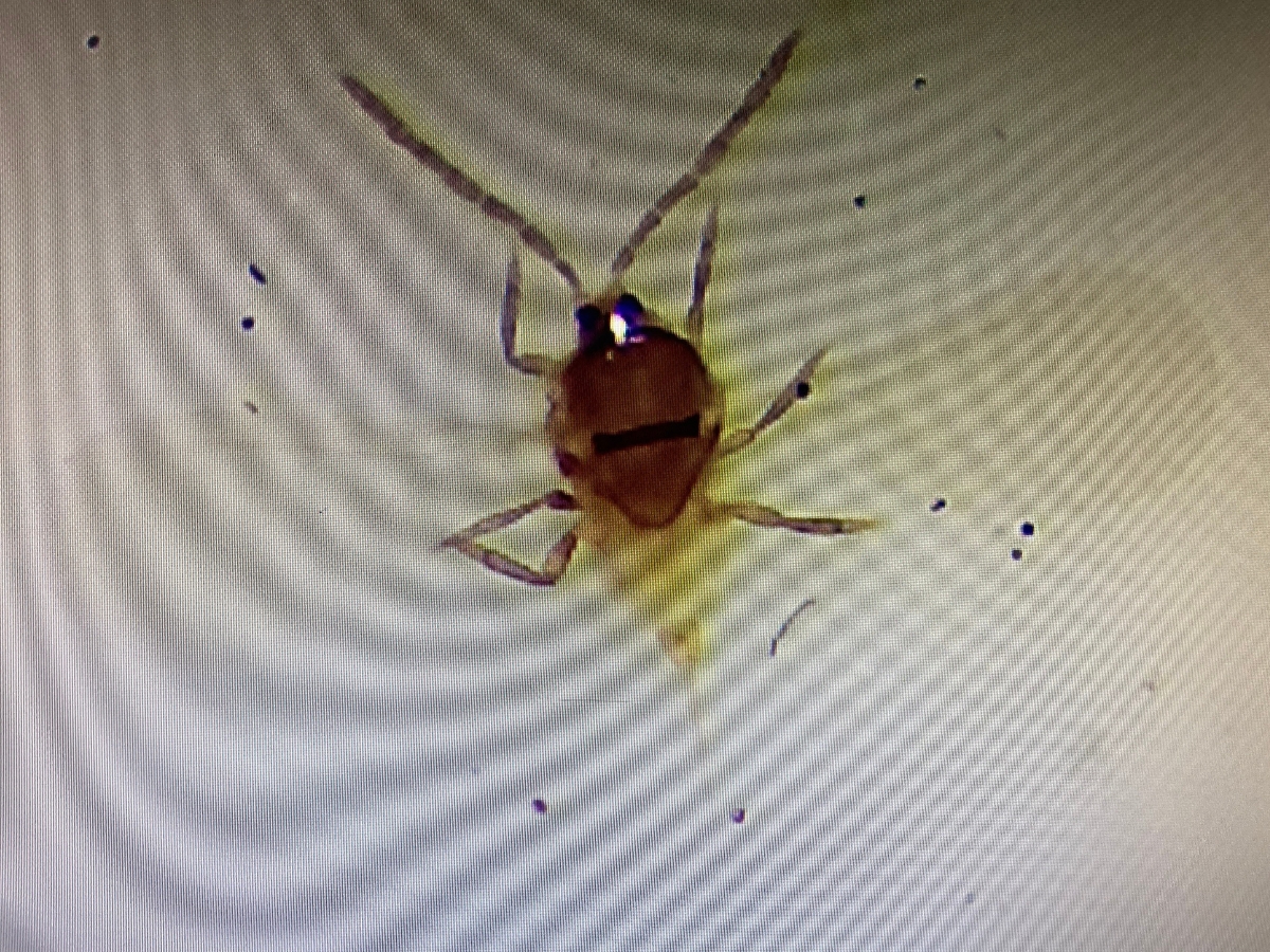 Tarcznik niszczyciel zwalczanie