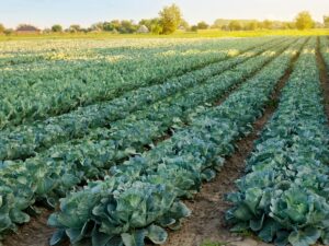 Uprawa brokuła - ochrona i najważniejsze aspekty uprawy.