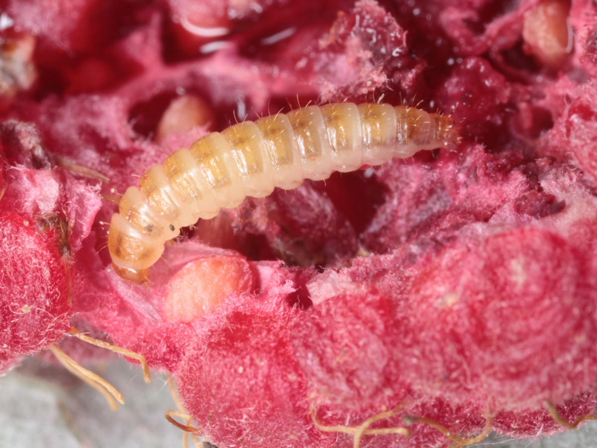 Uprawa malin - najważniejsze apspekty