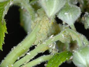 Co na szkodniki na malinach