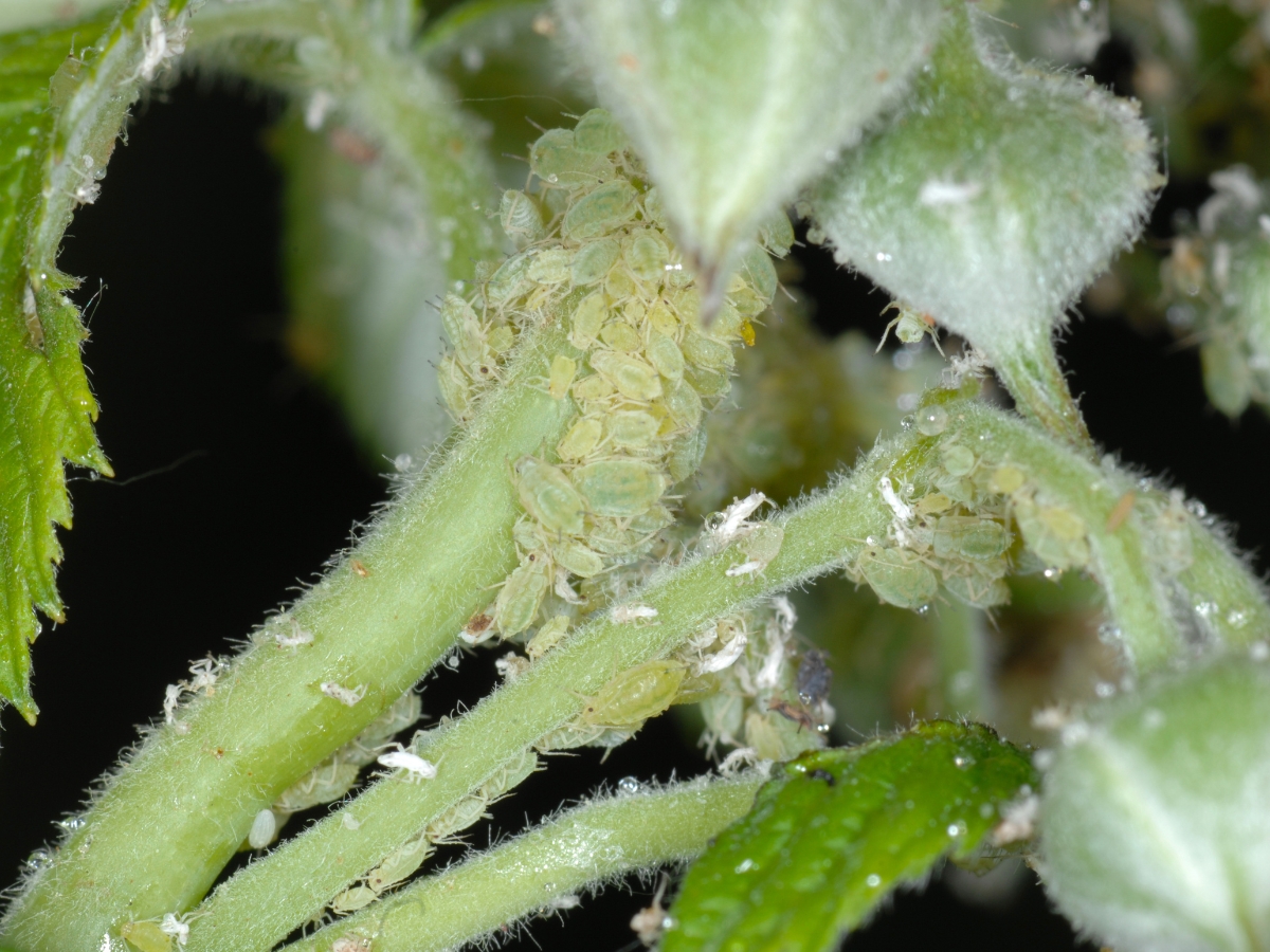 Co na szkodniki na malinach