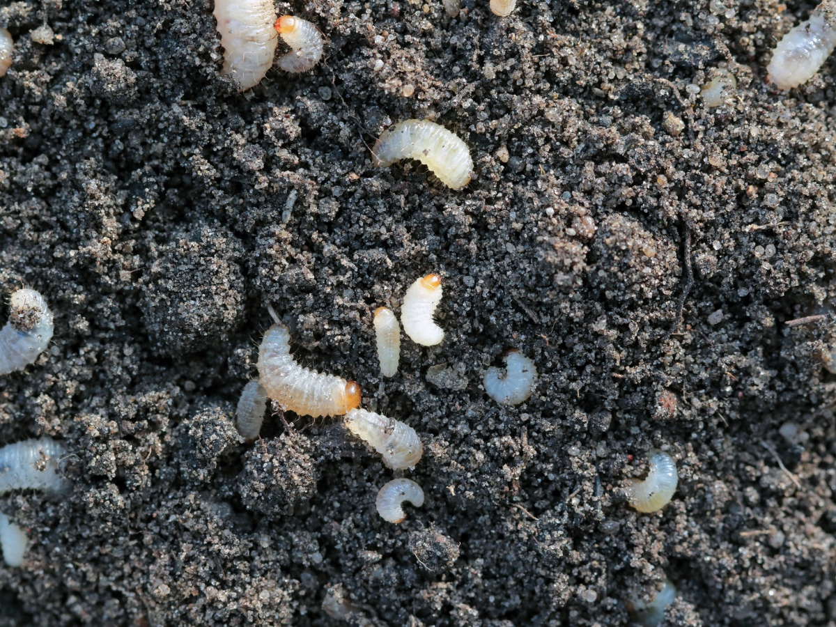 Opuchlak – co warto wiedzieć o szkodniku i jak go zwalczać?