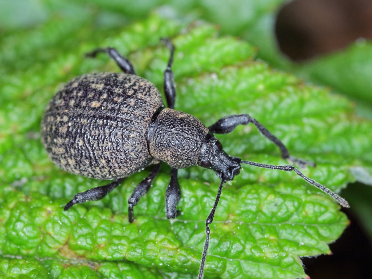 Verimark do zwalczania opuchlaka w truskawce