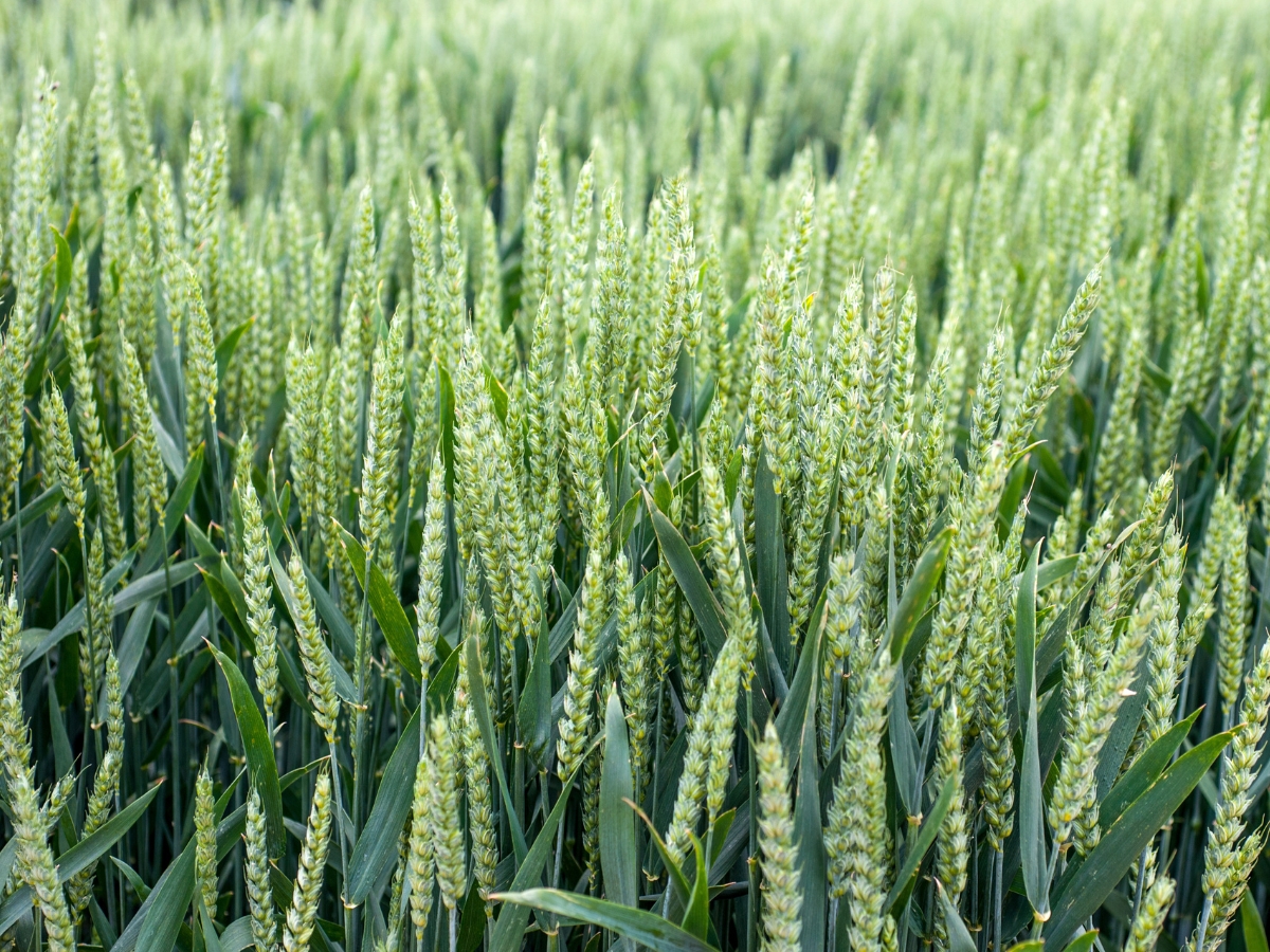 Pszenica ozima – czy prowadzenie tej uprawy wciąż się opłaca?