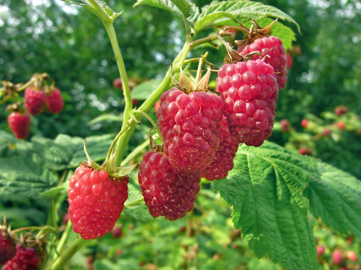 Uprawa maliny – krok po kroku