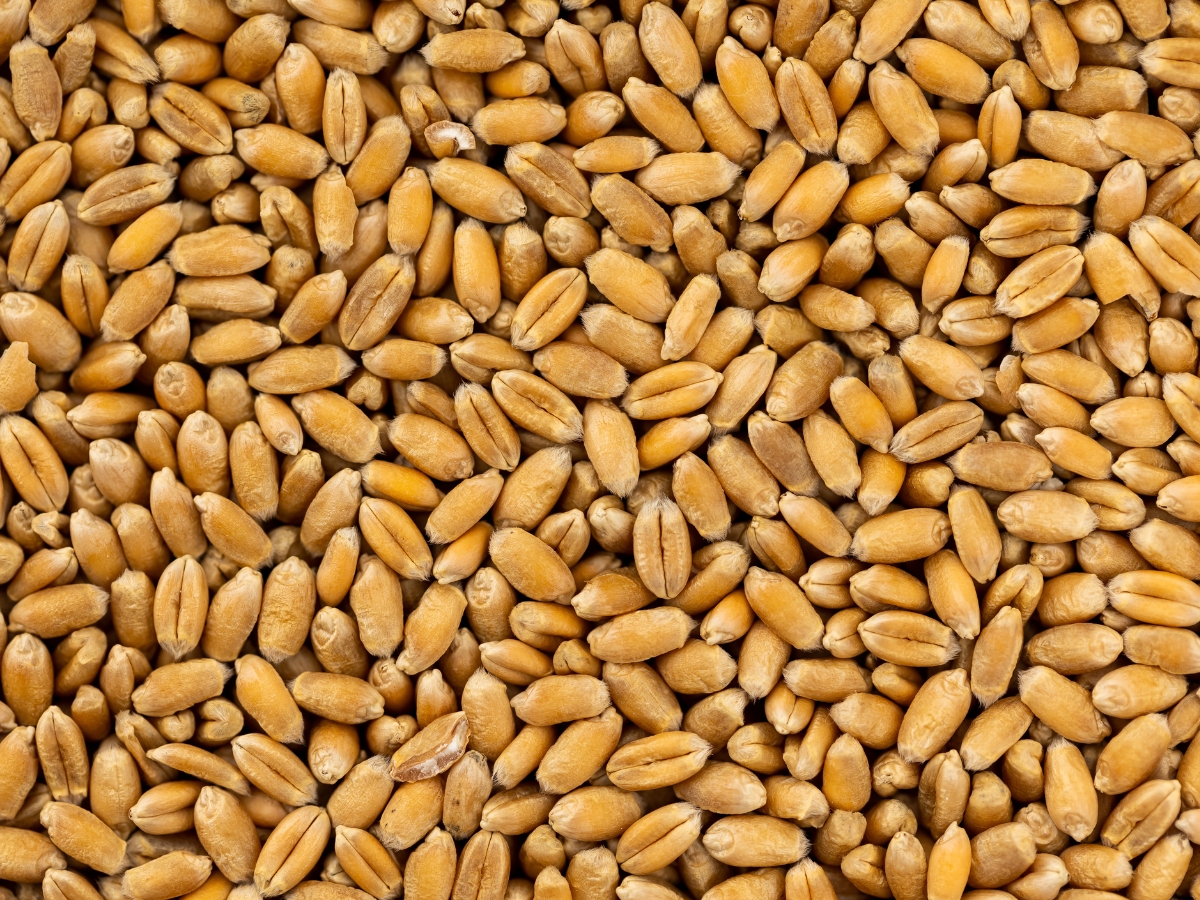 Zaprawianie nasion – wstęp dla wysokich plonów