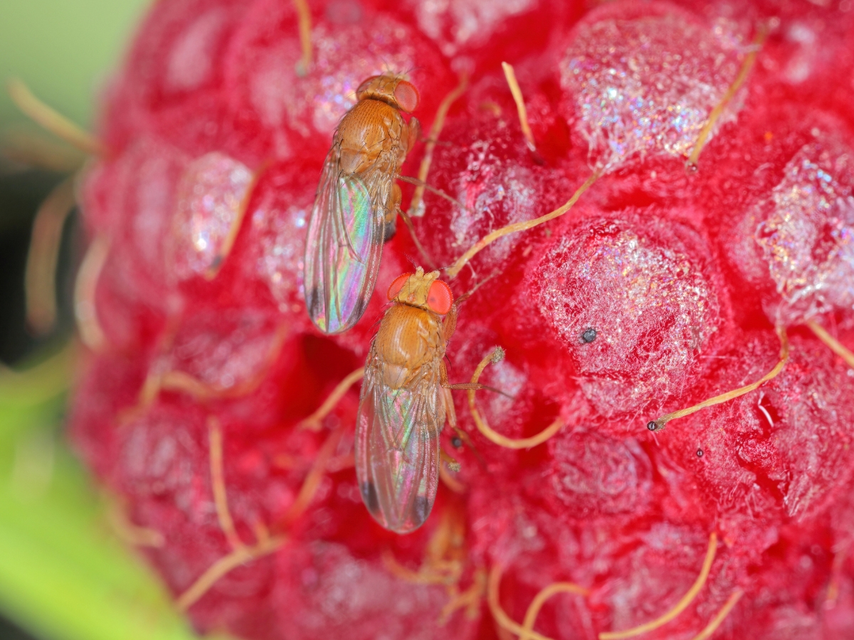 Muszka plamoskrzydła w uprawach jagodowych – zagrożenie i zwalczanie