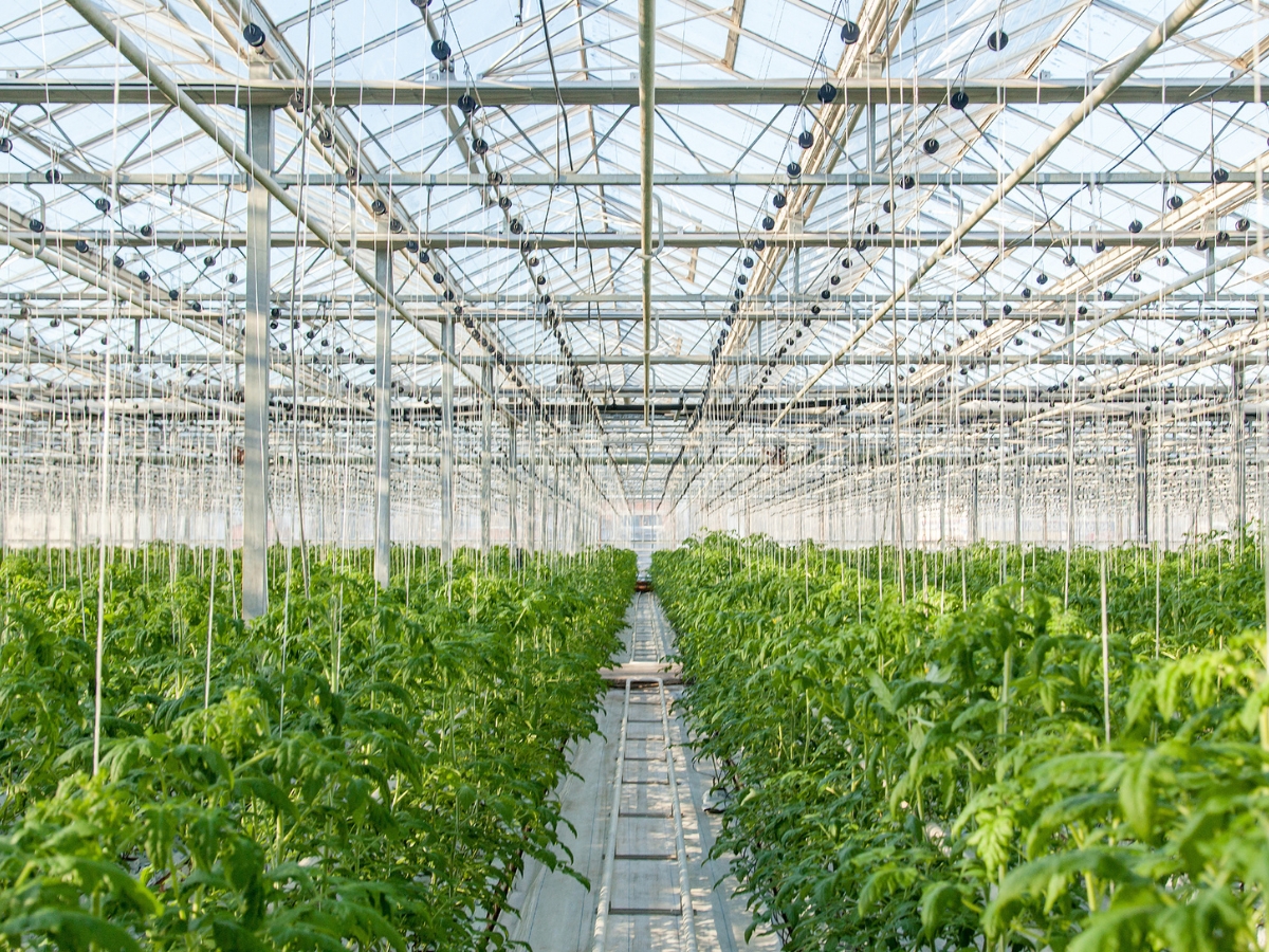 Szklarnie – najbardziej opłacalne uprawy szklarniowe