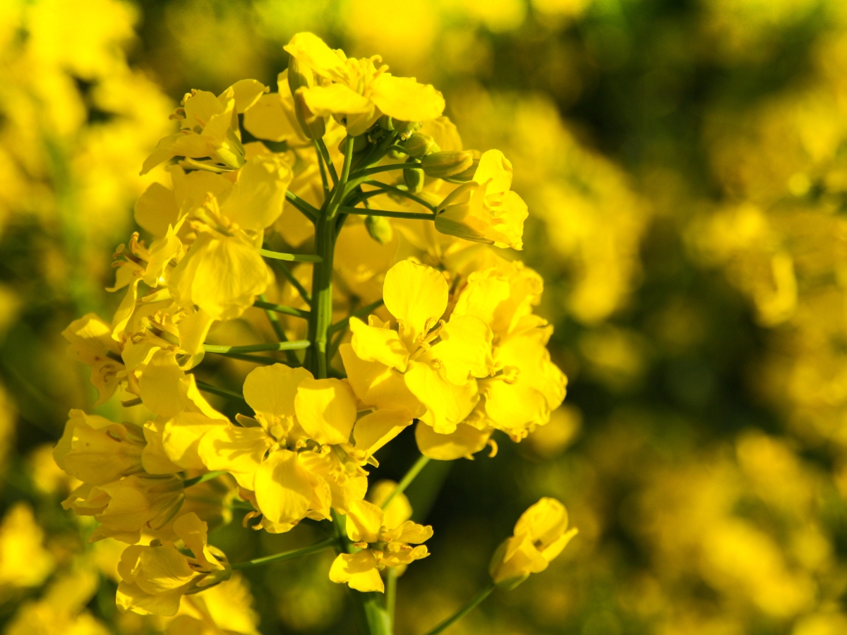 Rzepak – o uprawie