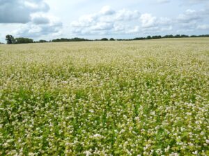 Gryka - wszystko o uprawie. Jak uprawiać grykę? Fagopyrum esculentum