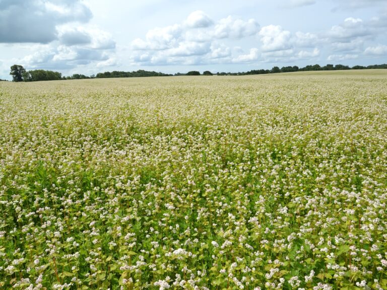 Gryka – niedoceniany skarb pól. Uprawa, plonowanie, korzyści dla gleby