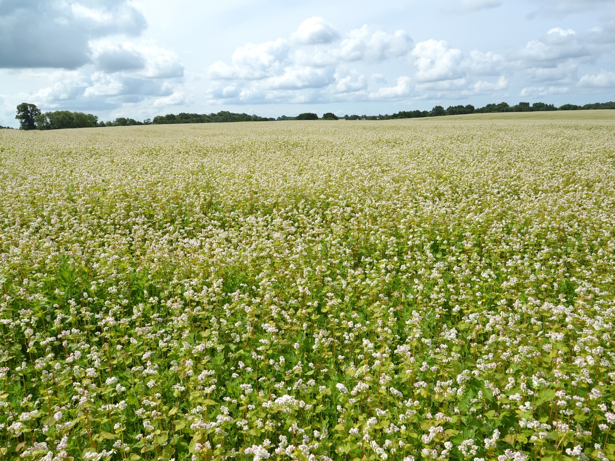 Gryka - wszystko o uprawie. Jak uprawiać grykę? Fagopyrum esculentum