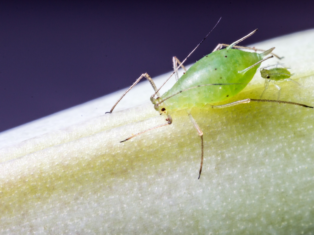 Mszyce – jak zwalczać szkodniki w uprawach?