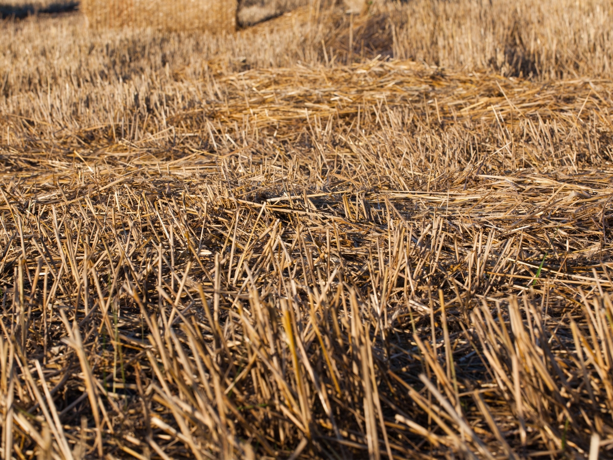 Ściernisko – jak je zagospodarować, co zrobić?