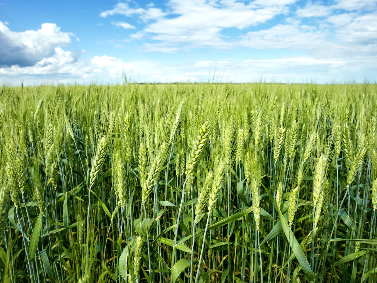 Zwalczanie chwastów w pszenicy ozimej – najnowsze metody