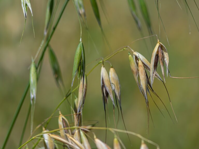 Owies głuchy – charakterystyka i zwalczanie