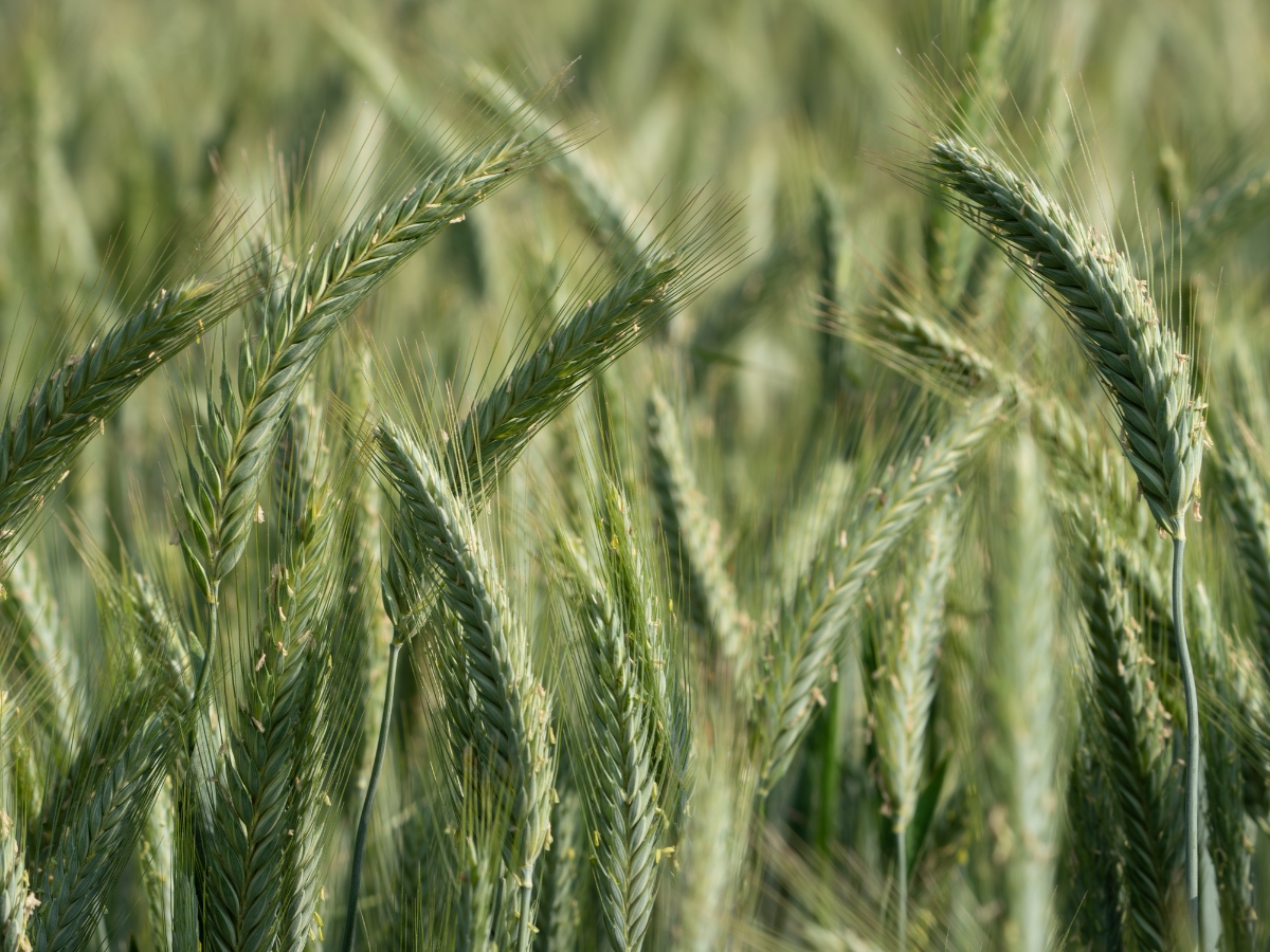 Pszenżyto – dobry start decyduje o sukcesie w uprawie