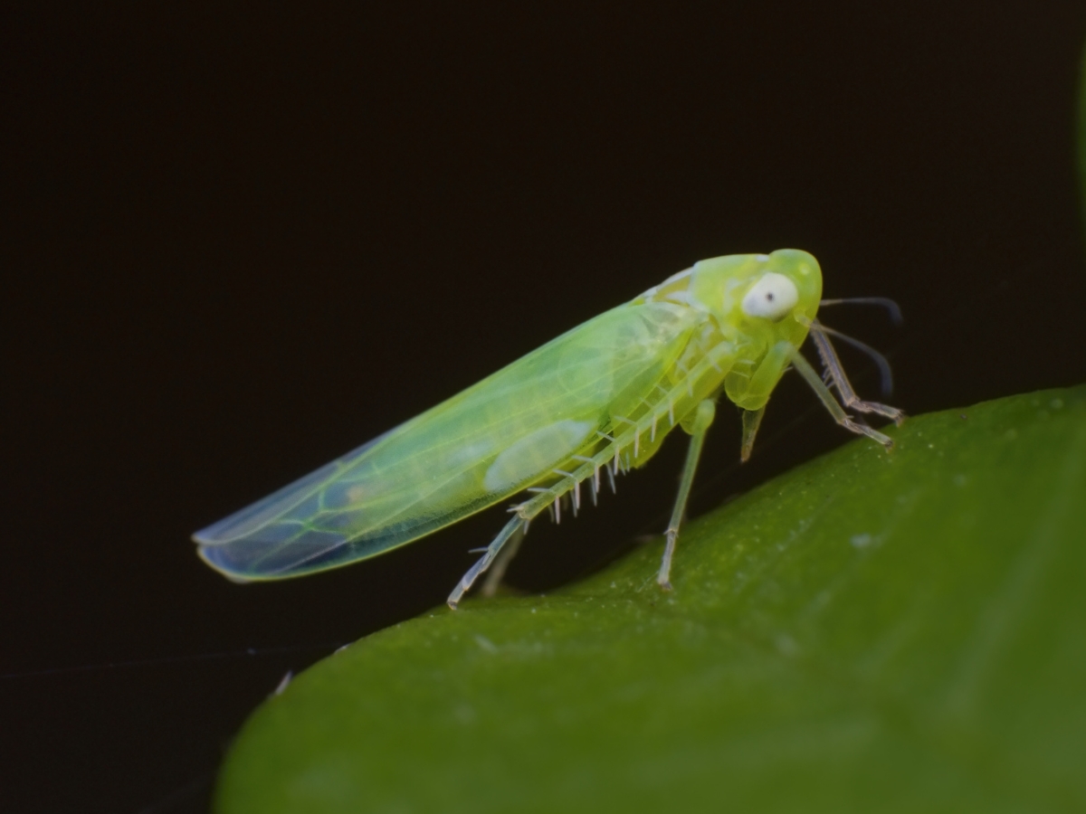 Skoczek winoroślowy