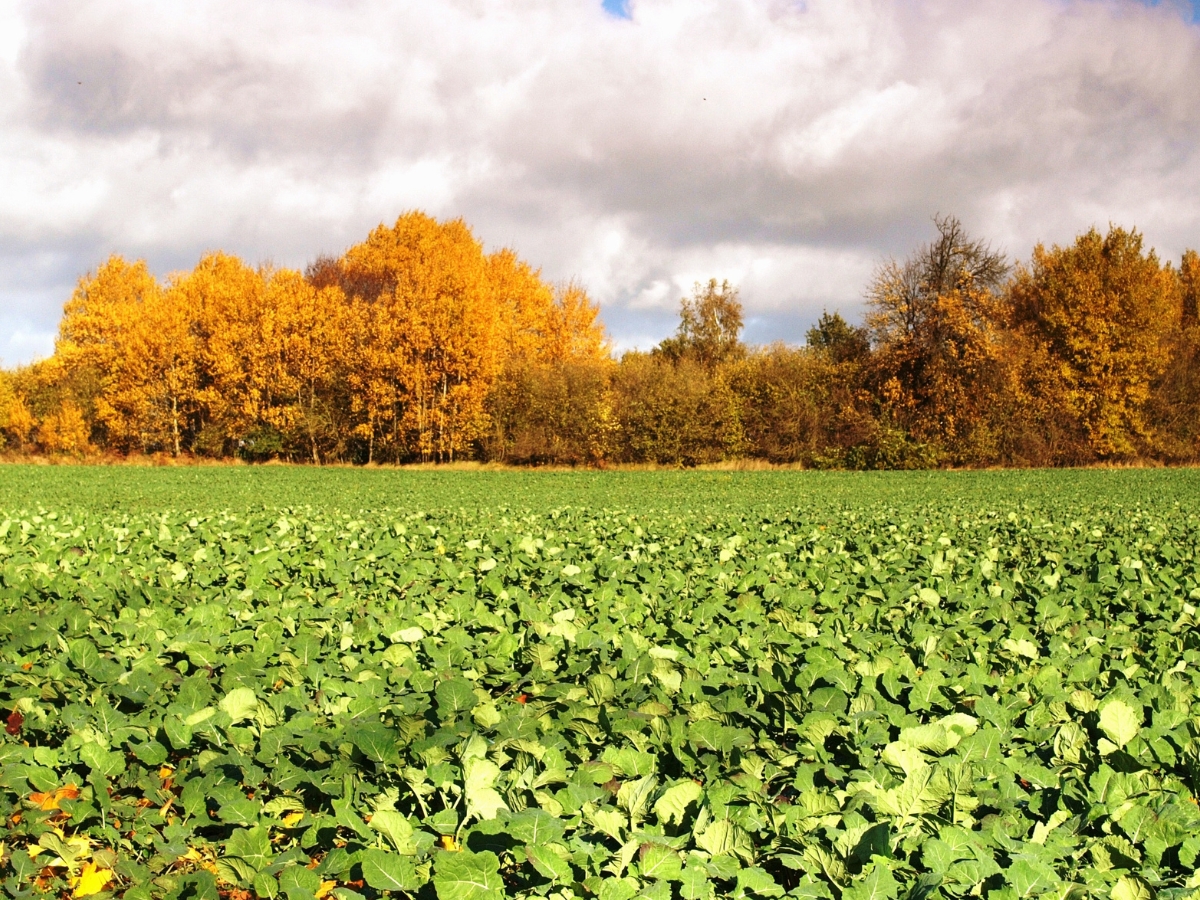 Nawożenie rzepaku jesienią – najważniejsze aspekty