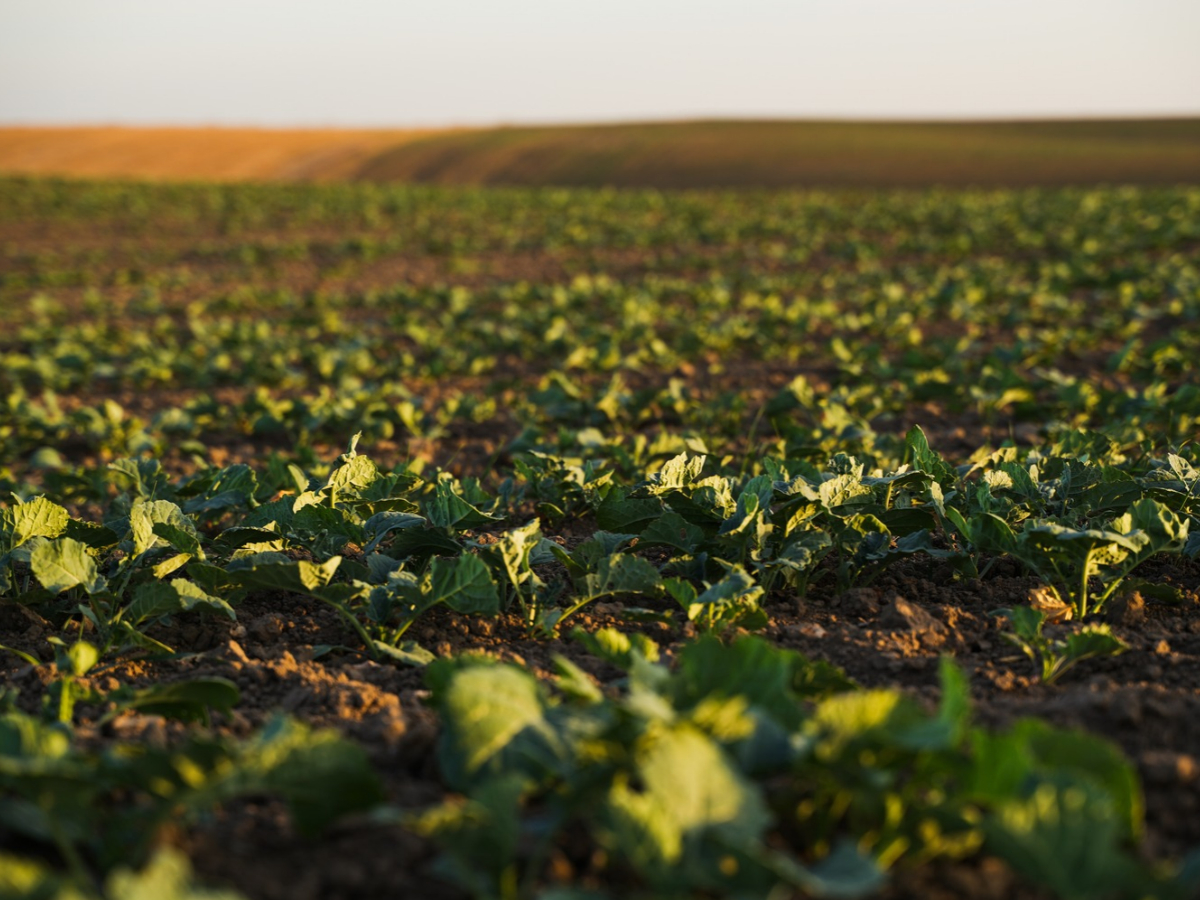 Nawożenie rzepaku jesienią - nawozy dolistne. Poradnik dla plantatorów