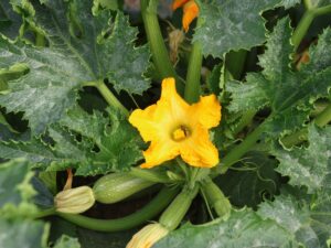 Jak zwalczać szkodniki w cukinii?