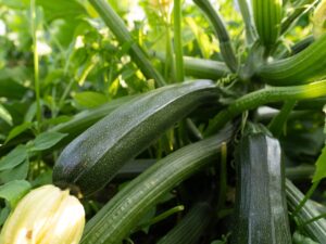 Cukinia - uprawa najważniejsze aspekty