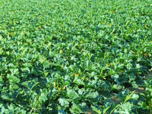 Uprawa cukinii na polu