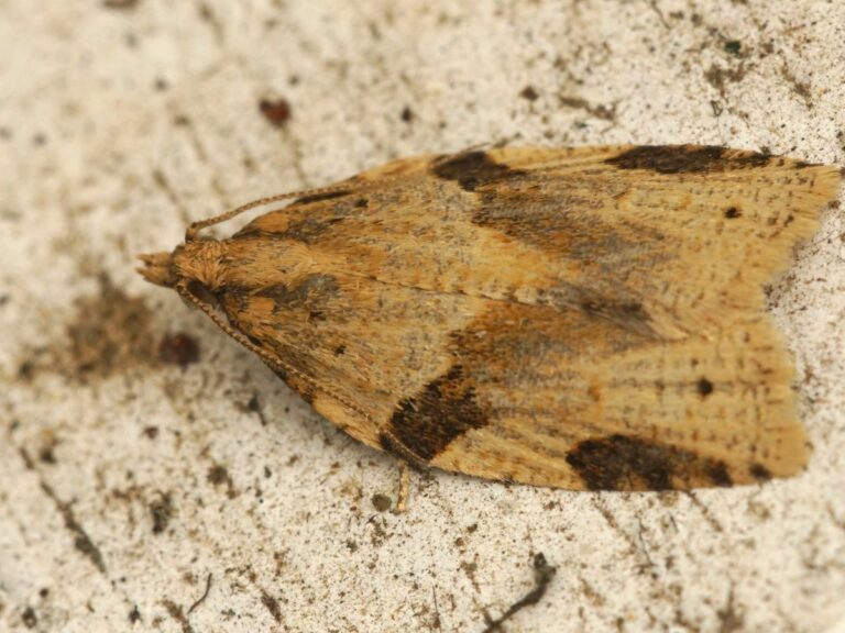 Zwójki cyklamenowe znane też jako kapuściane. Co warto wiedzieć? Jak zwalczać?