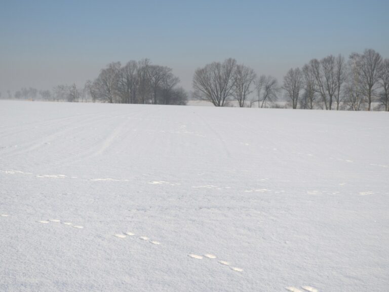Co mroźna i śnieżna zima oznacza dla ozimin?