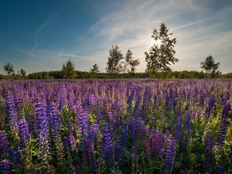 Łubin – uprawa i zastosowanie