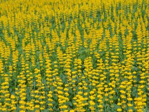 Jak uprawiać łubin. Wsparcie dla łubinu Seamac.