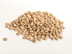 Uprawa łubinu - jak siać lubin