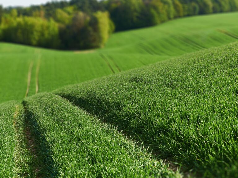 Zboża jare – najważniejsze informacje