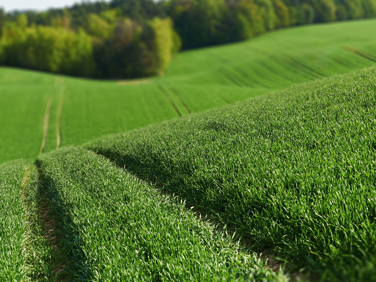 Zboża jare – najważniejsze informacje