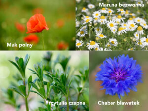 Zwalczanie chwastów dwuliściennych w zbożach