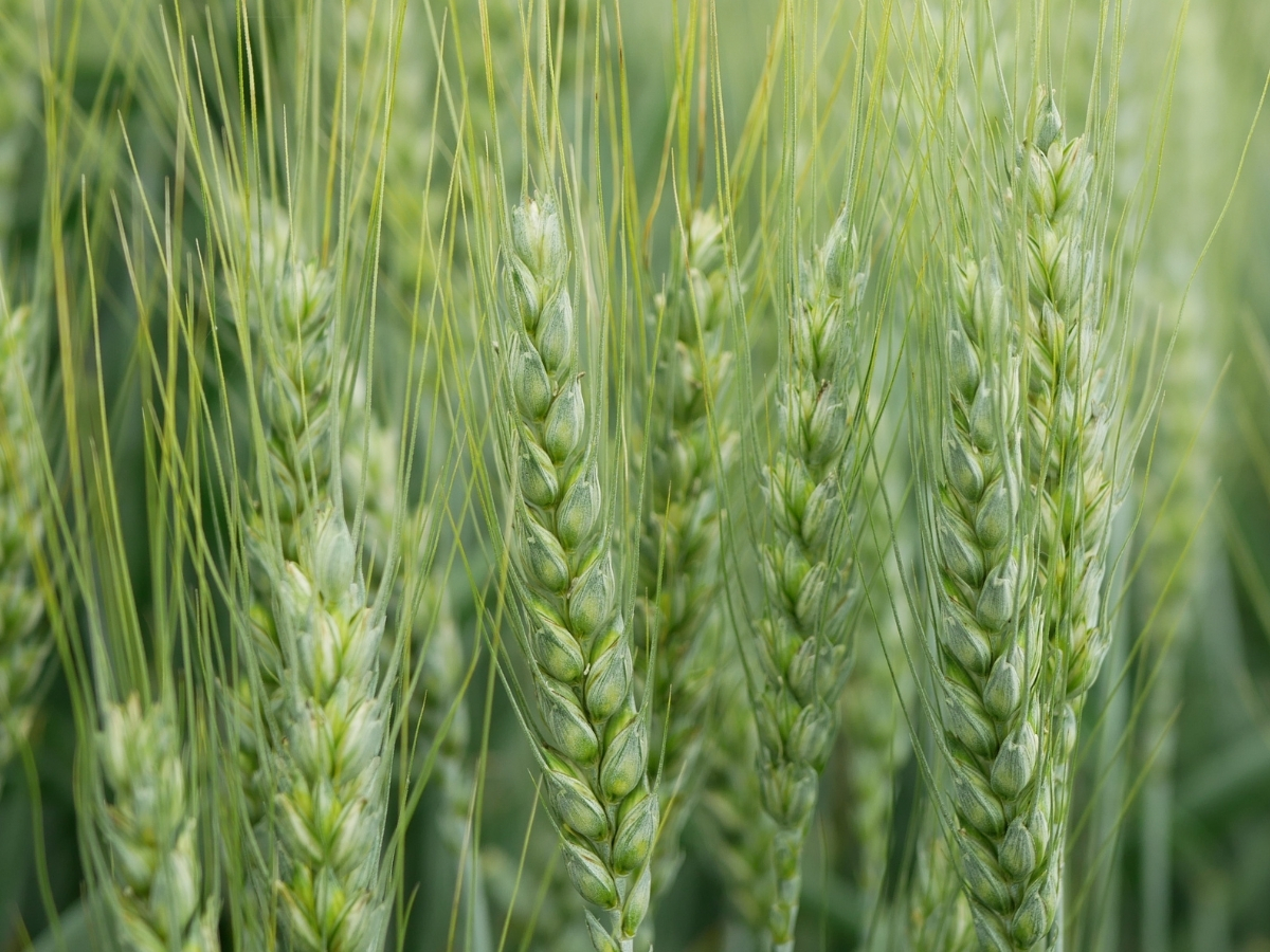 Zwalczanie chwastów w zbożach ozimych – kiedy pryskać i jakie herbicydy wybrać?