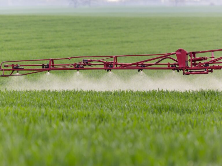 Ochrona fungicydowa zbóż – program zabiegów, terminy i skuteczna strategia ochrony