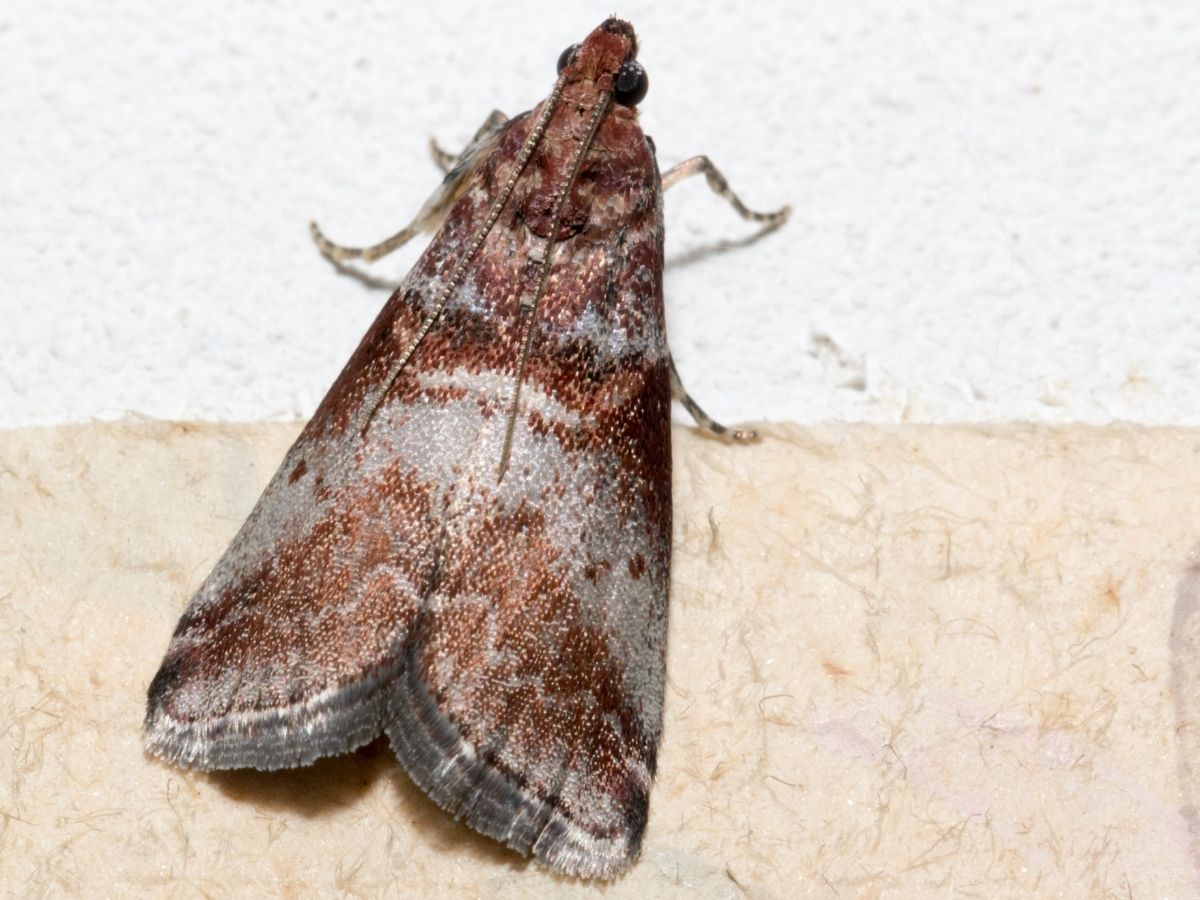 Omacnica jarzębianka - dorosły motyl. Ważny gospodarczo szkodnik aronii.