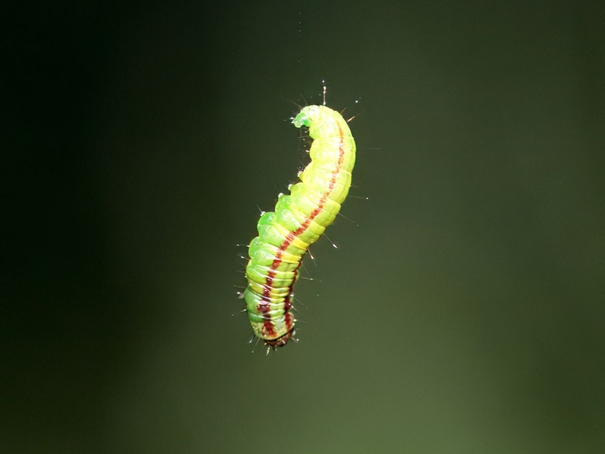 Omacnica jarzębianka - larwa szkodnika. Poradnik dla plantatorów