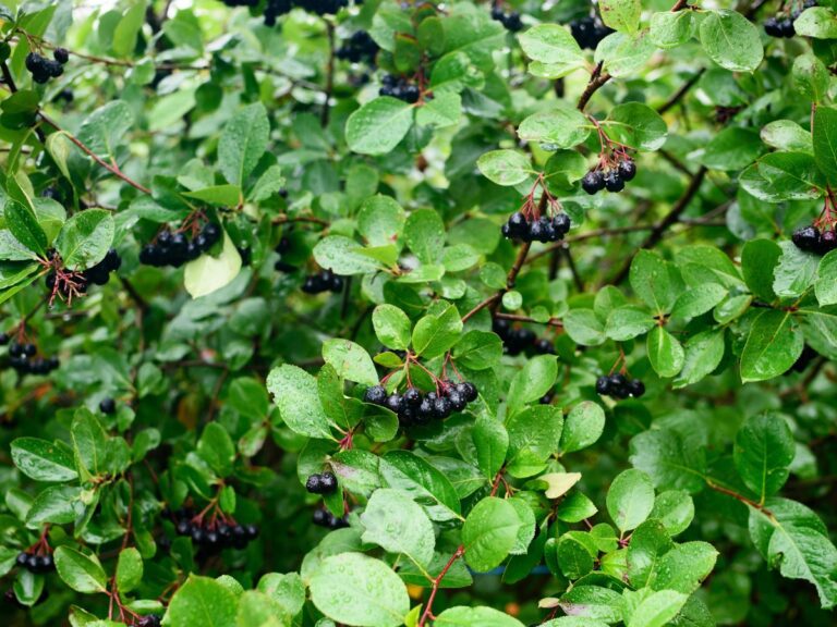 Uprawa aronii krok po kroku – zakładanie i prowadzenie plantacji