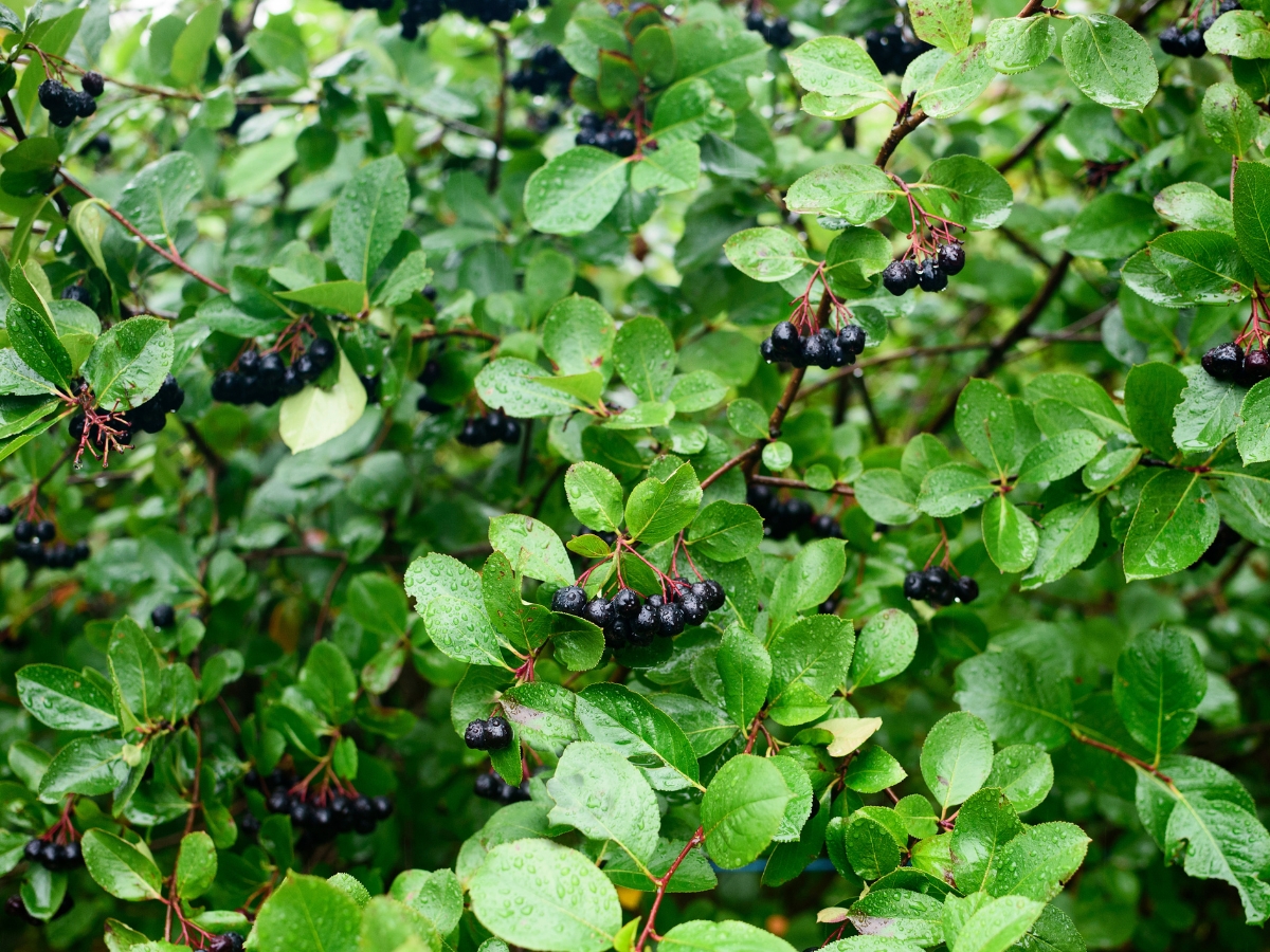 Uprawa aronii krok po kroku – zakładanie i prowadzenie plantacji